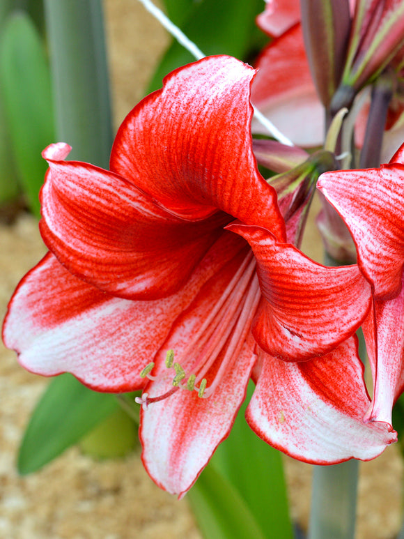 Bulbs Jumbo Amaryllis Temptation