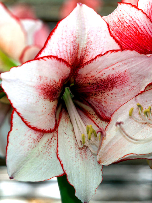 Bulbs Jumbo Amaryllis Temptation