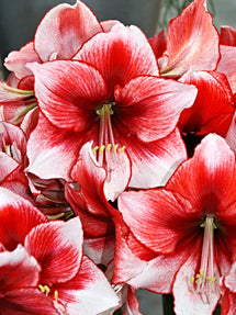 Jumbo Amaryllis Temptation