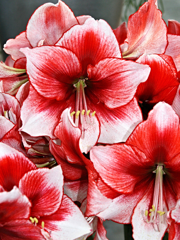 Bulbs Jumbo Amaryllis Temptation