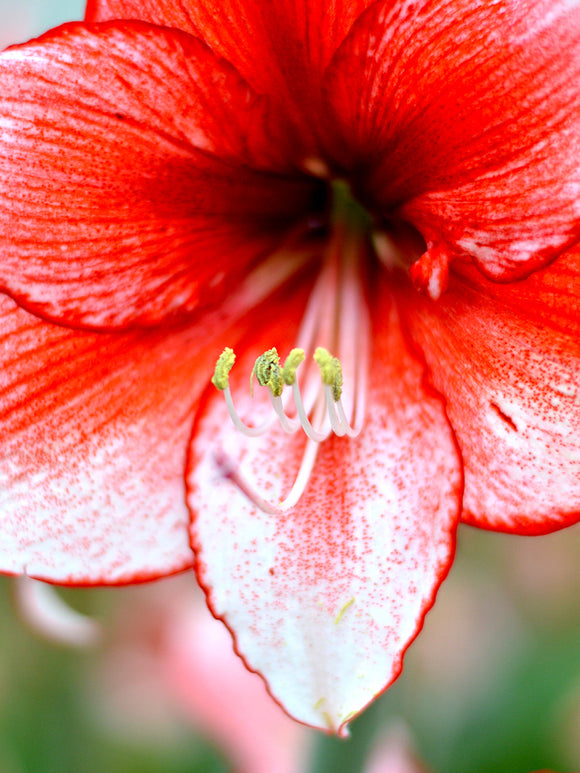 Bulbs Jumbo Amaryllis Temptation