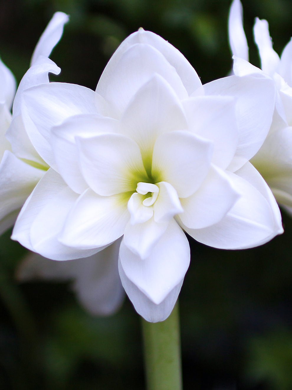 White Rascal Flower White Amaryllis Flower Red And White Star Amaryllis Flower Bulbs At