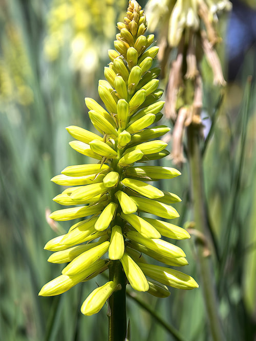 Red Hot Poker Citrina bare roots