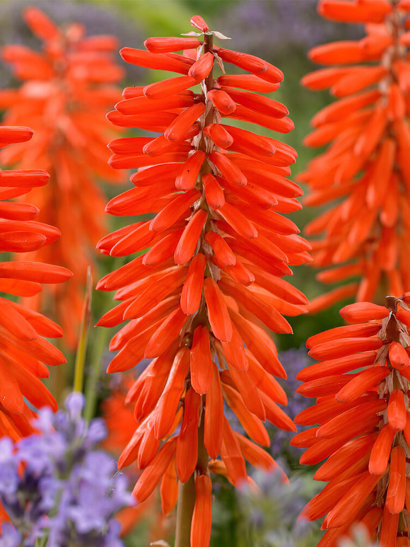 Red Hot Poker Elvira (Kniphofia)