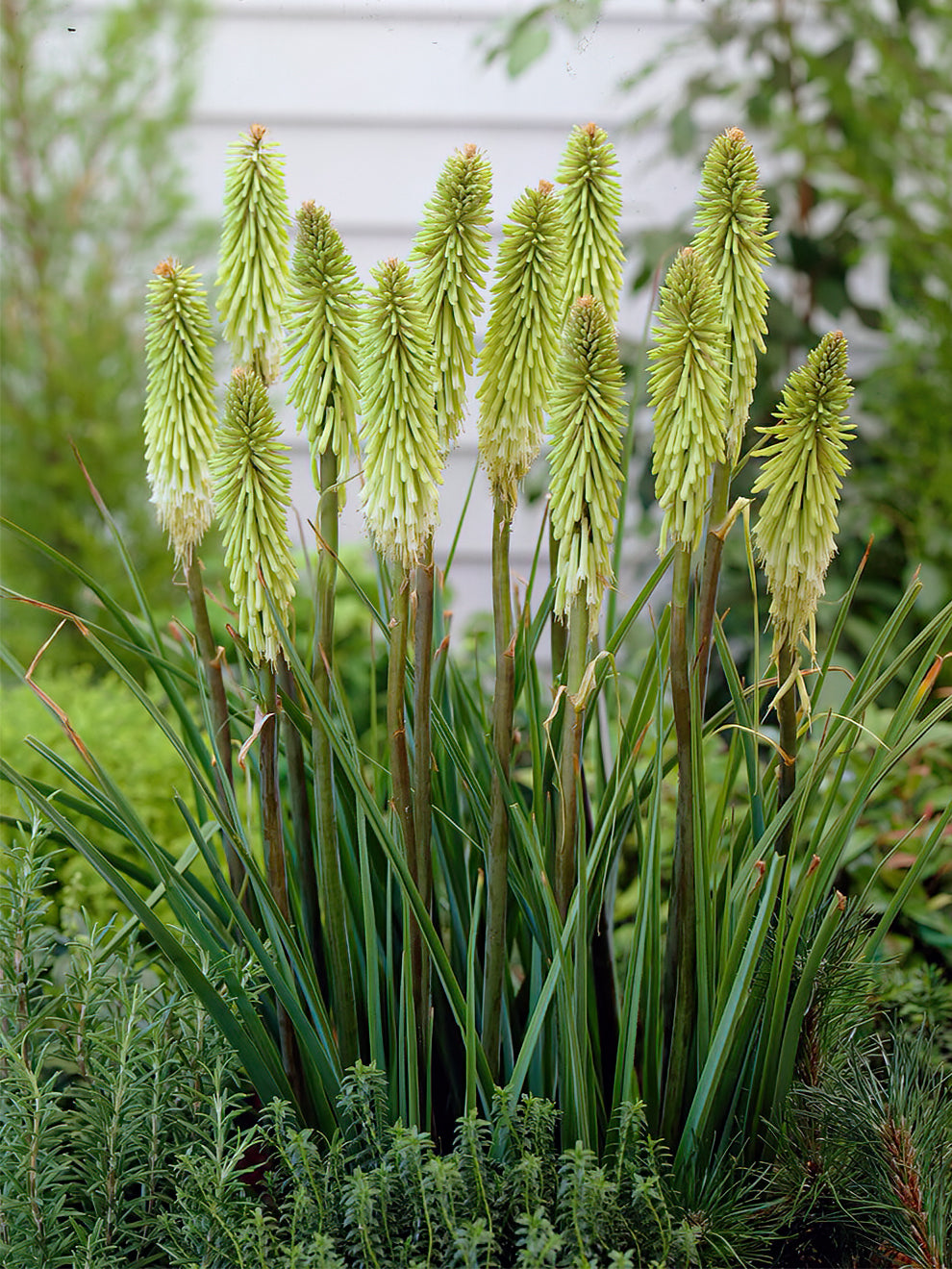 Kniphofia Green Jade