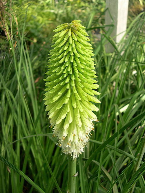 Red Hot Poker Ice Queen (Kniphofia)