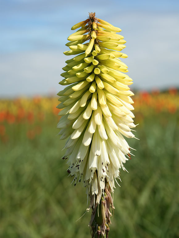 Red Hot Poker Ice Queen