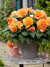 Begonia Picotee Lace Apricot