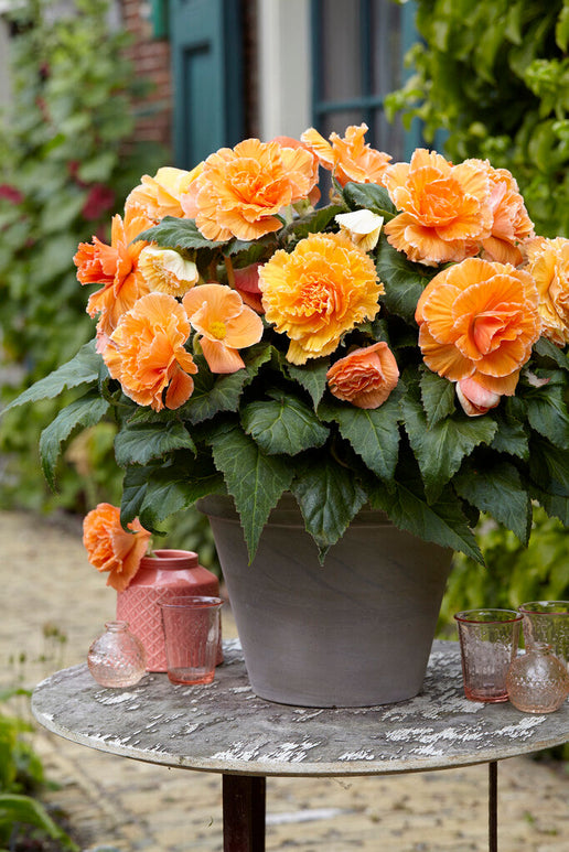 Begonia Tubers Picotee Lace Apricot