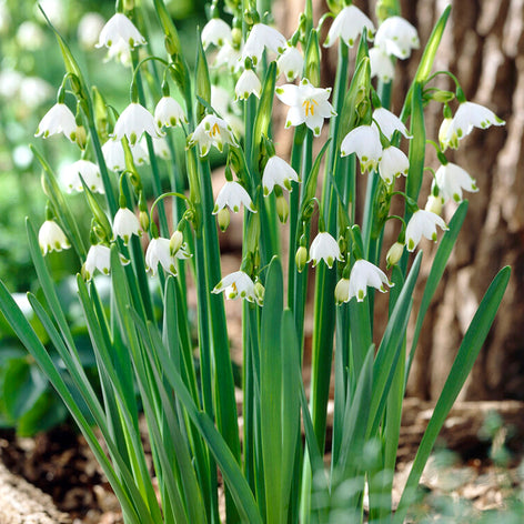 Leucojum (Giant Snowflake) Leucojum Gravetye Giant