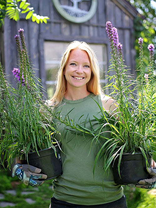 Liatris Spicata bare roots, shipping to UK in spring