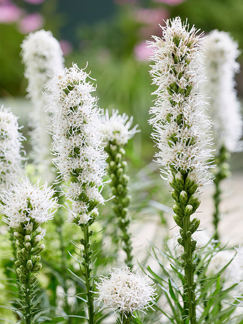 Buy Liatris Spicata Alba bare roots