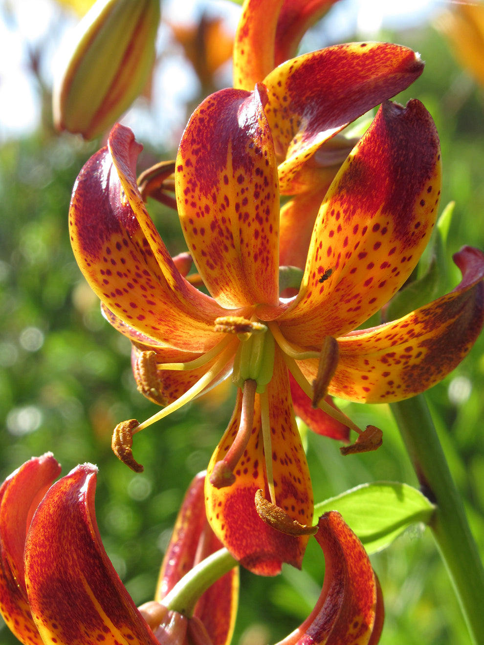 Knight Rider Lily Lily 'Arabian Knight' | Lily Bulbs for Spring Planting | DutchGrown™ UK
