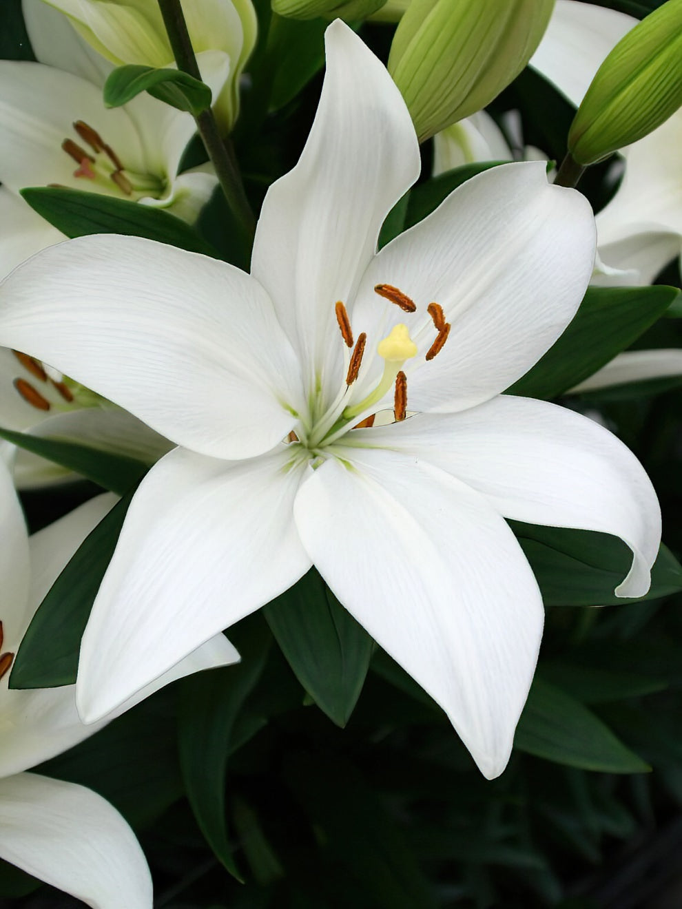 Lily Bright Diamond Lily Bulbs for Spring Planting DutchGrown™ UK