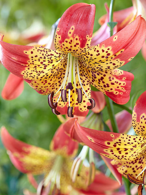 Buy Lily Fusion Bulbs for Spring Planting
