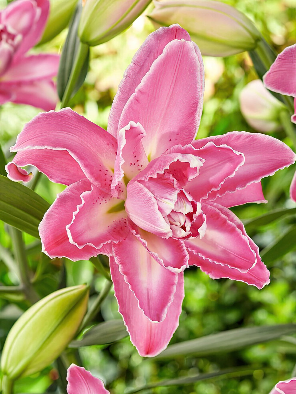 Lily Lotus Wonder Lily Bulbs for Spring Planting DutchGrown™ UK