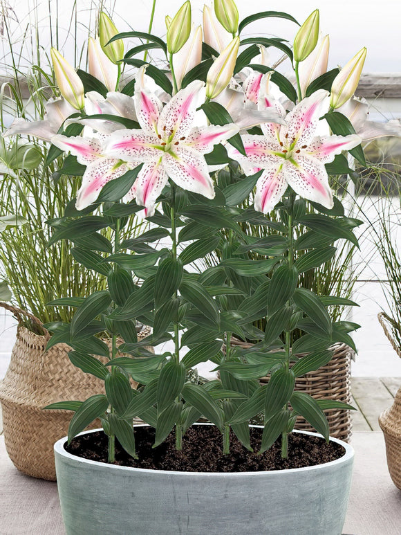 Buy Lily Lovely Day Bulbs