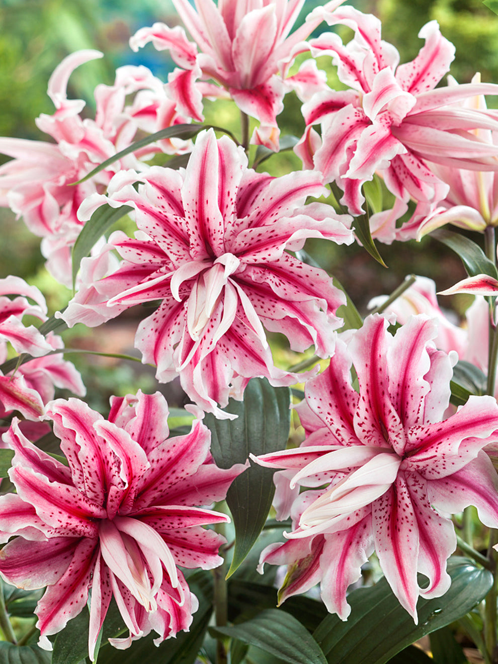 Magic Str Lily 'Magic Star' | Lily Bulbs for Spring Planting | DutchGrown™ UK