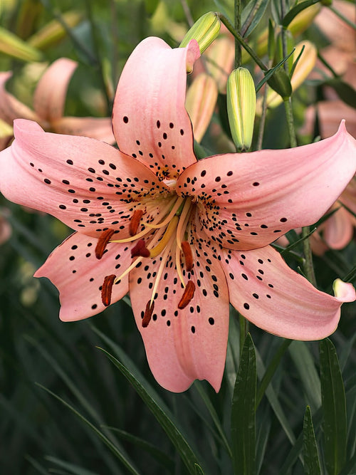 Buy Lily Pink Giant Bulbs