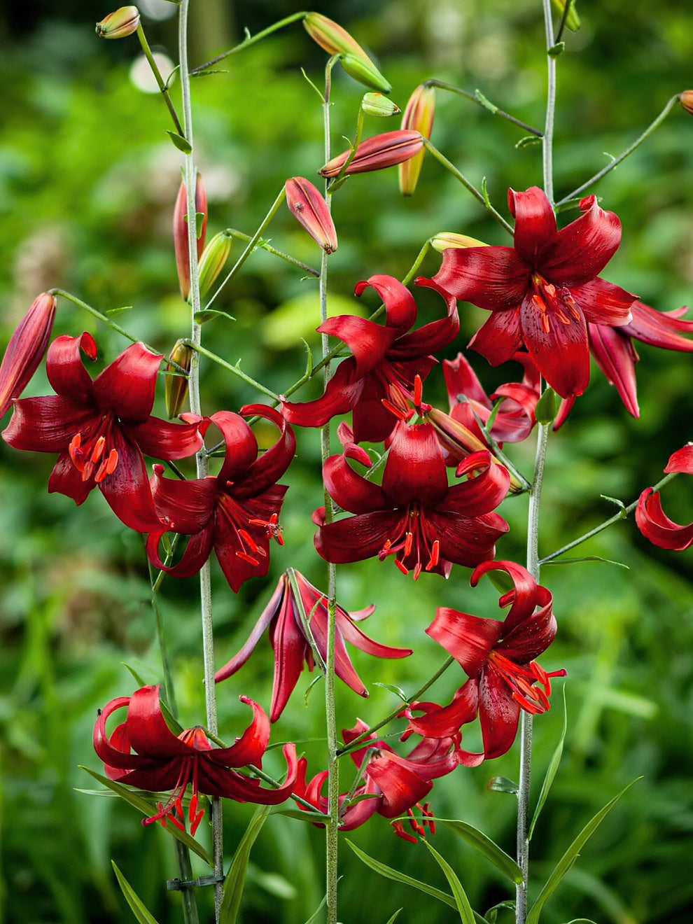 Lily Red Velvet