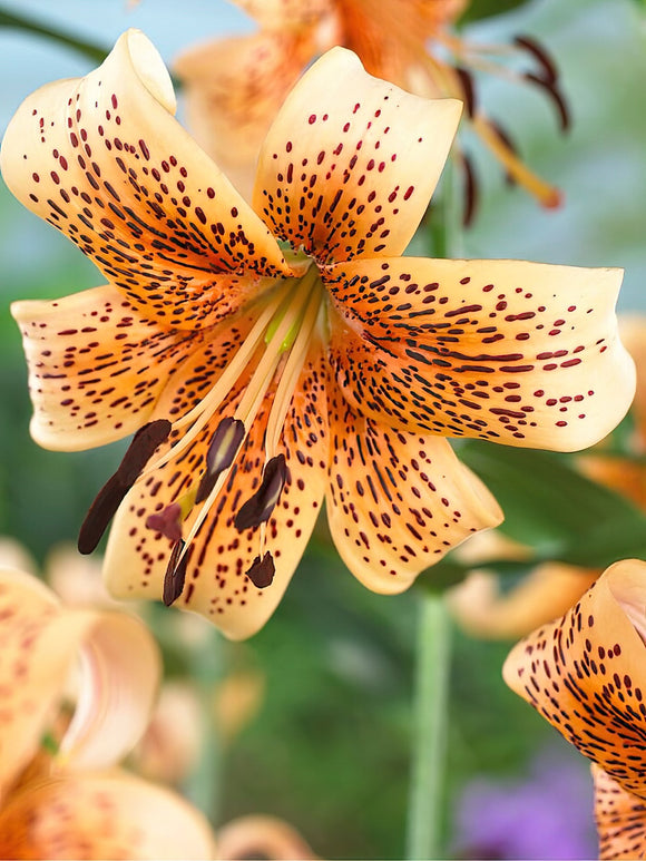 Lily 'Tiger Babies' Buy Lily Bulbs Lilies DutchGrown™ UK