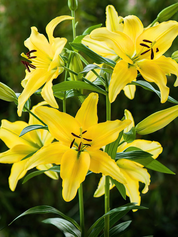 Lily bulbs Yellow Power