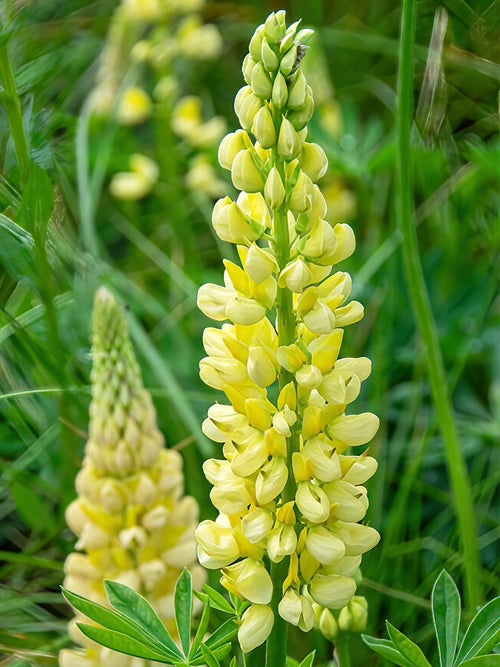 Lupin Chandelier Bare Roots