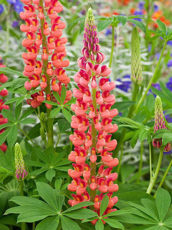 Lupin My Castle Bare Roots for Spring Planting