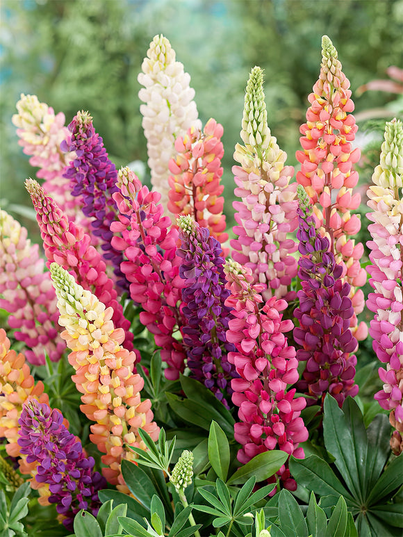 Colourful mixed lupin bare roots