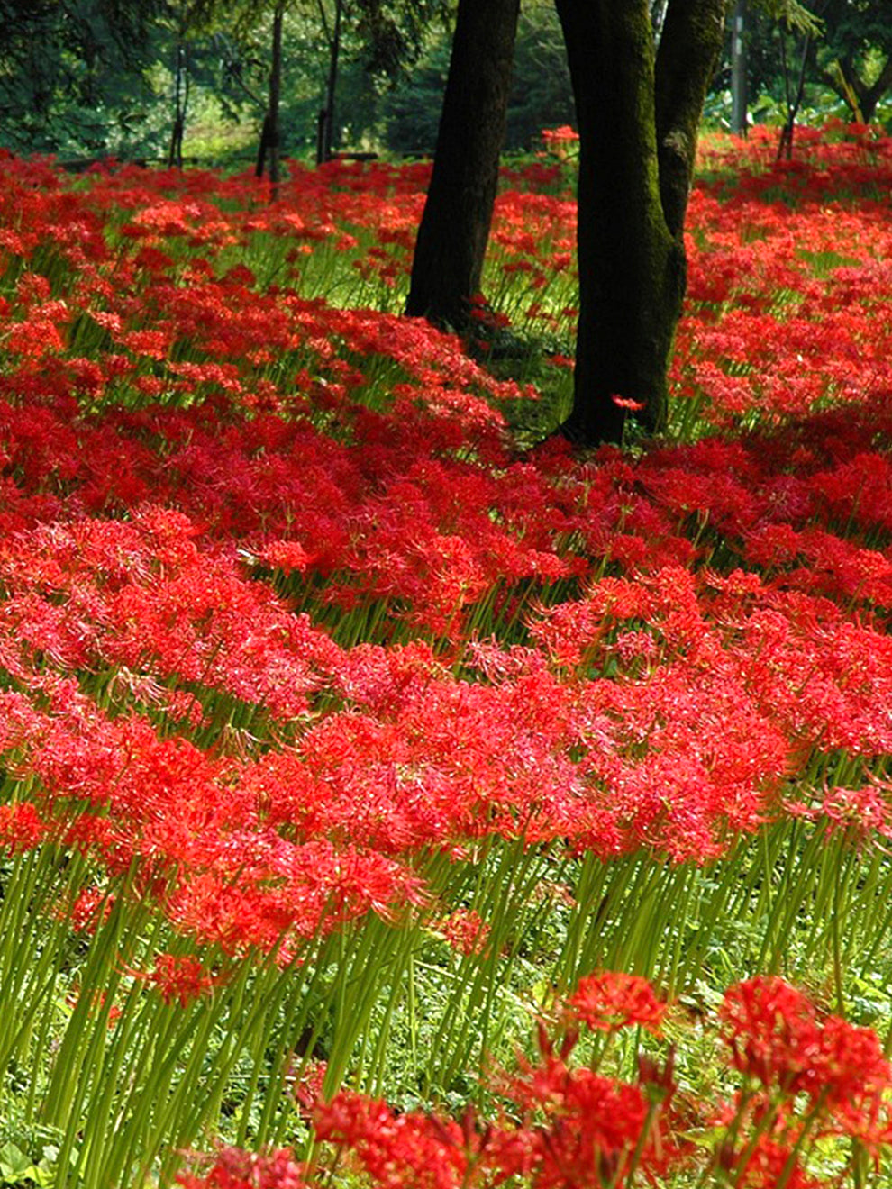 spider lily uk 1 bulb