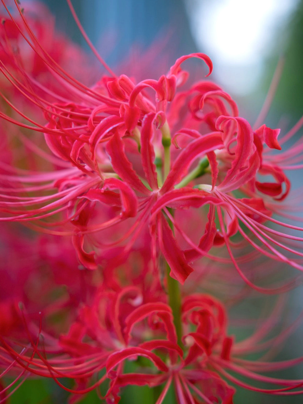 spider lily in spanish 1 bulb