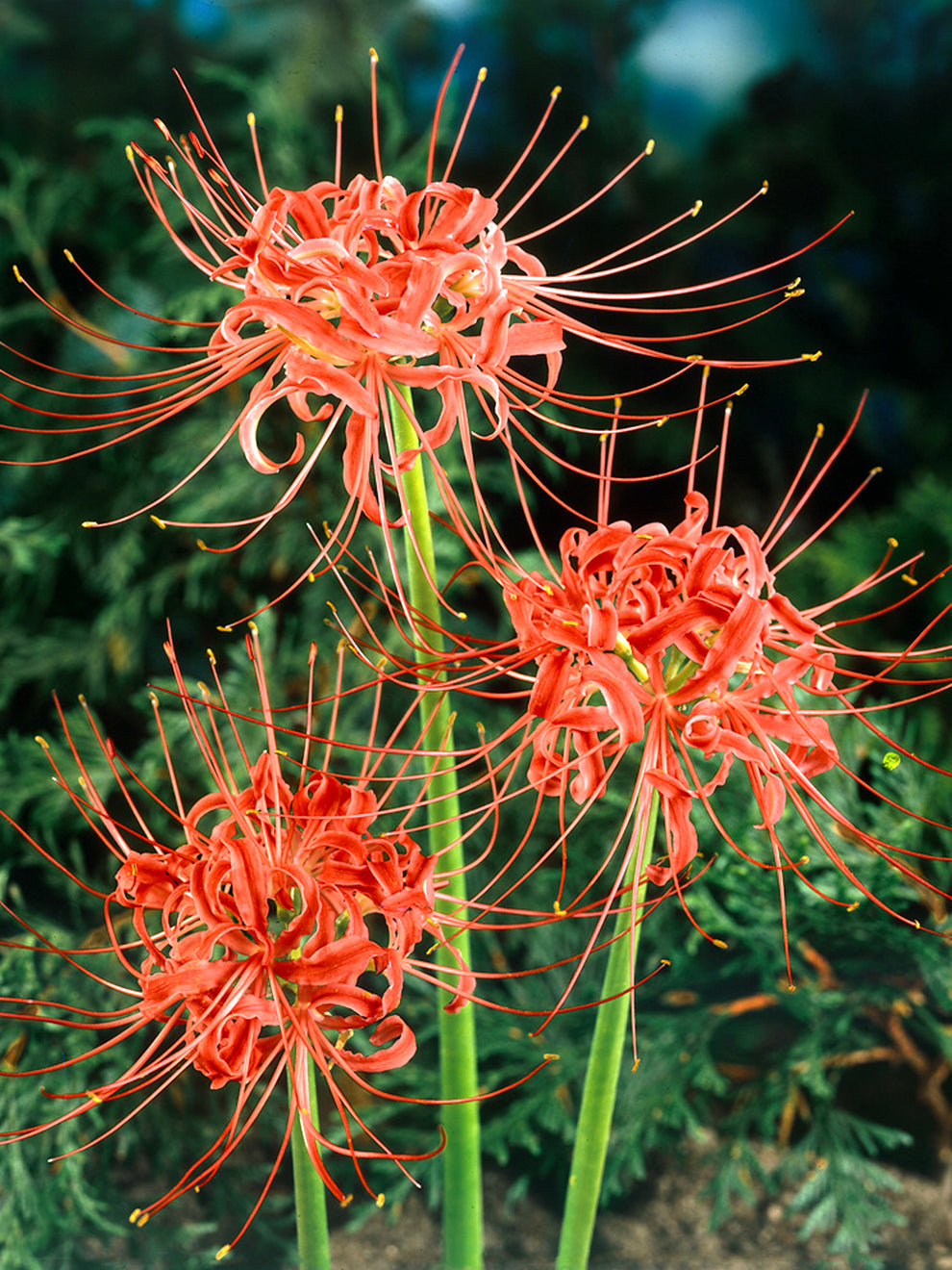 Red Spider Lily (Lycoris radiata) | DutchGrown™ UK