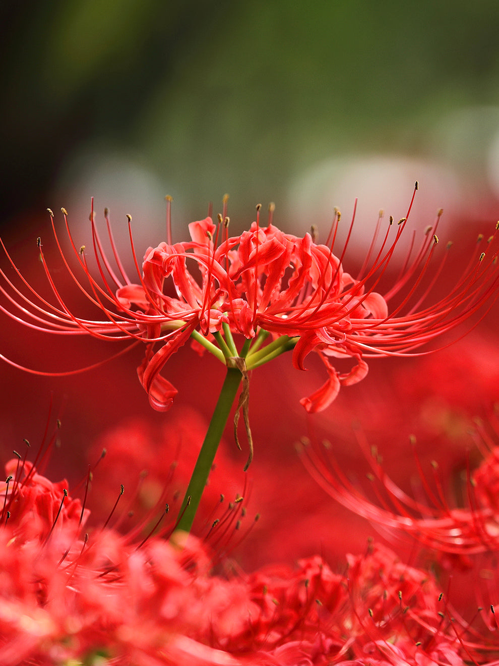 Red Spider Lily (Lycoris radiata) | DutchGrown™ UK