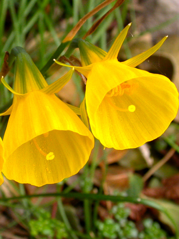 Narcissus Golden Bells - Hoop Petticoat Daffodils - Garden Beauties by DutchGrown