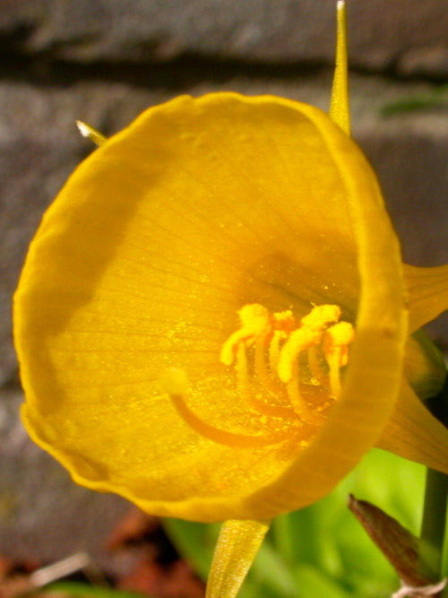 Narcissus Golden Bells - Hoop Petticoat Daffodils - New - Yellow Trumpet Flowers