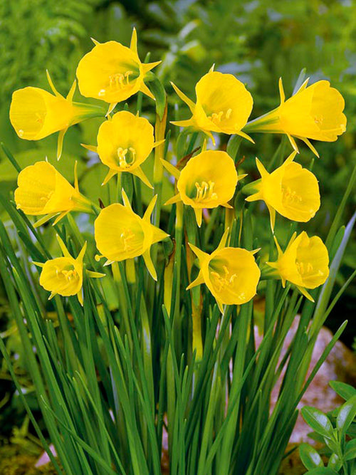 Narcissus Golden Bells - Hoop Petticoat Daffodils - Yellow Trumpet Flowers