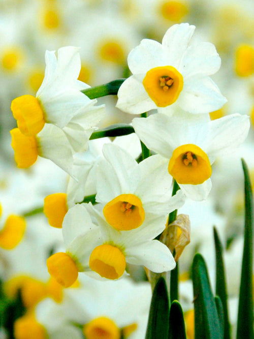 Mini Daffodil Canaliculatis