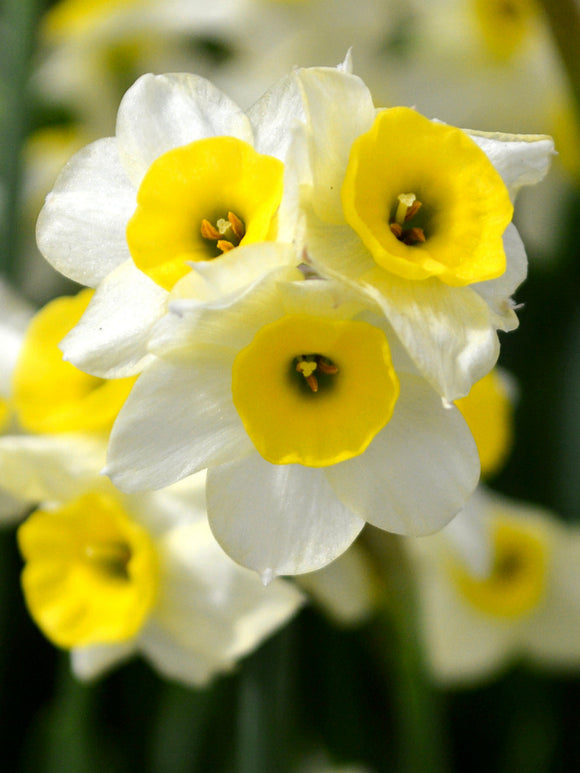 Daffodil Canaliculatis