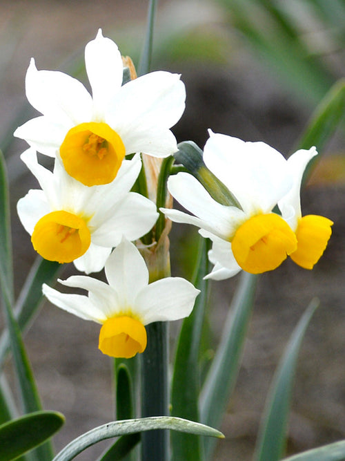 Narcissus Bulbs Canaliculatis