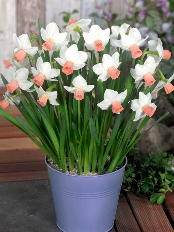 Mini Daffodil Cha Cha - Pure white and pink narcissus bulbs for UK delivery