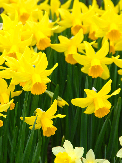 Mini Daffodil February Gold