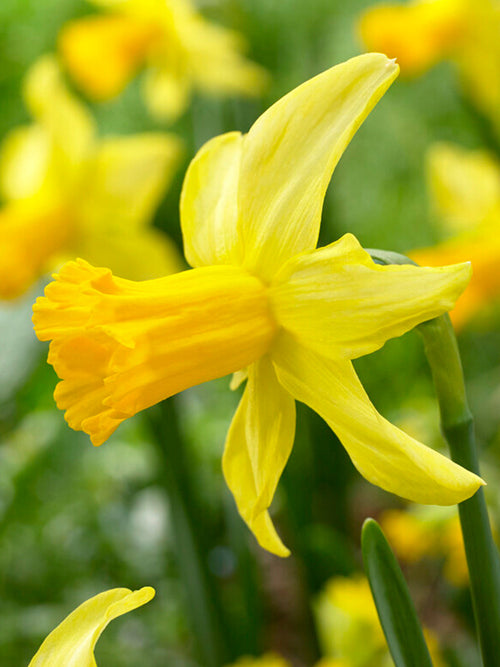 February Gold Daffodil