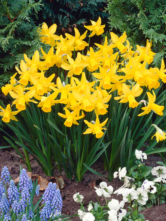 February Gold Daffodil