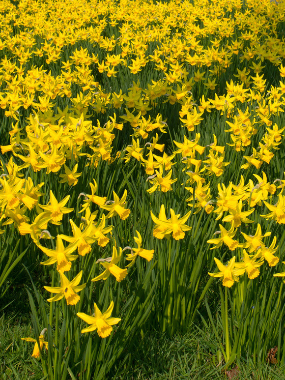 Daffodil February Gold