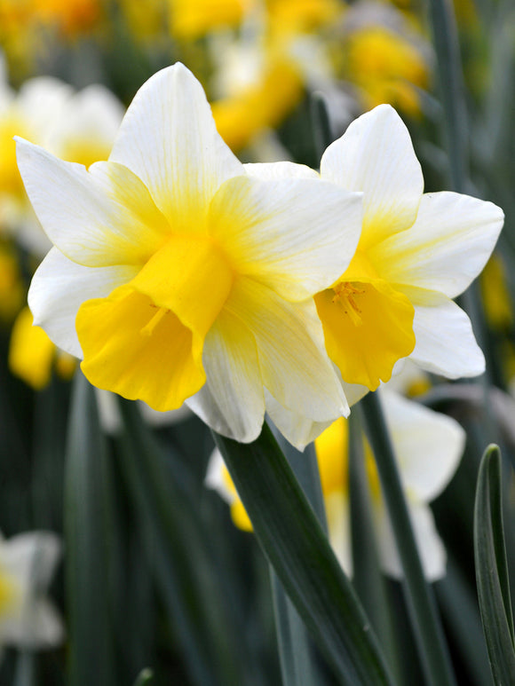 Daffodil Golden Echo UK delivery