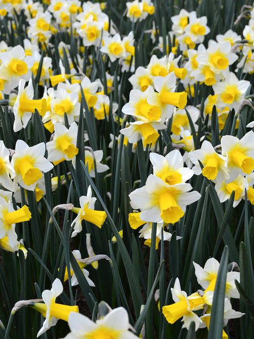 Mini Daffodil Bulbs Golden Echo