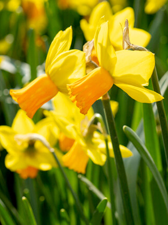 Buy Daffodil Bulbs Jetfire
