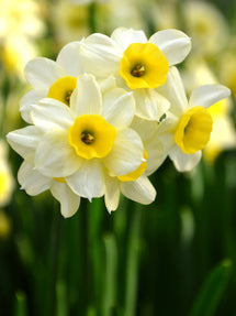 Mini Daffodil Minnow