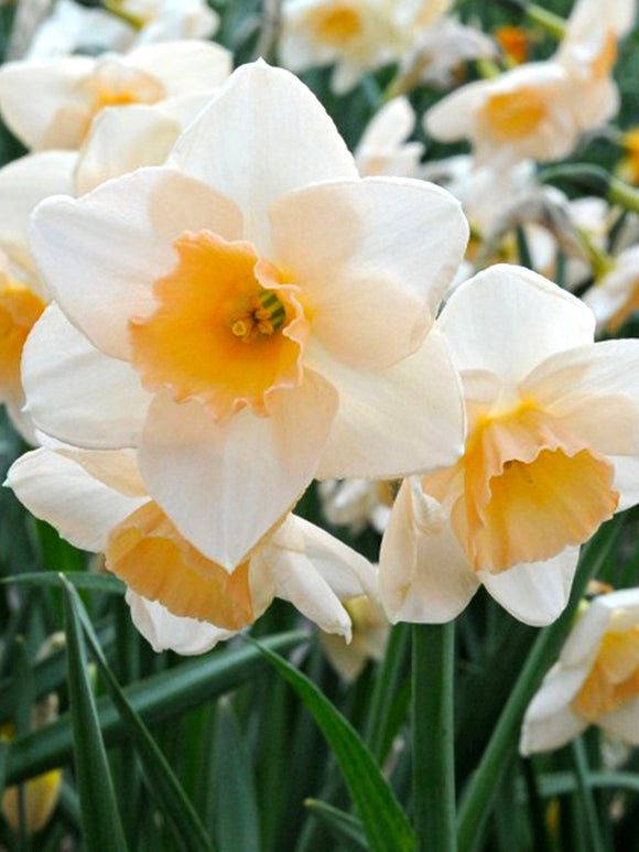 Daffodil Prosecco narcissus flower bulbs