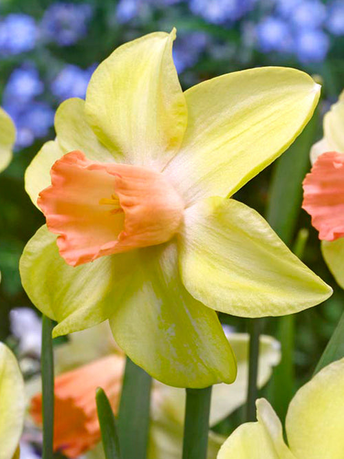 Dwarf Narcissus Prototype daffodils